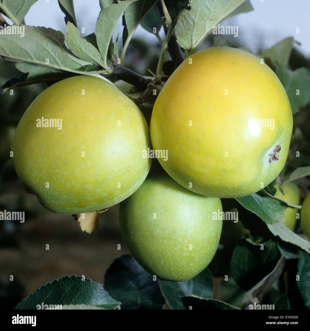 Ananasrenette; Winterapfel; Apfel; Apfelsorte, Apfel, Kernobst, Obst, Stock Photo