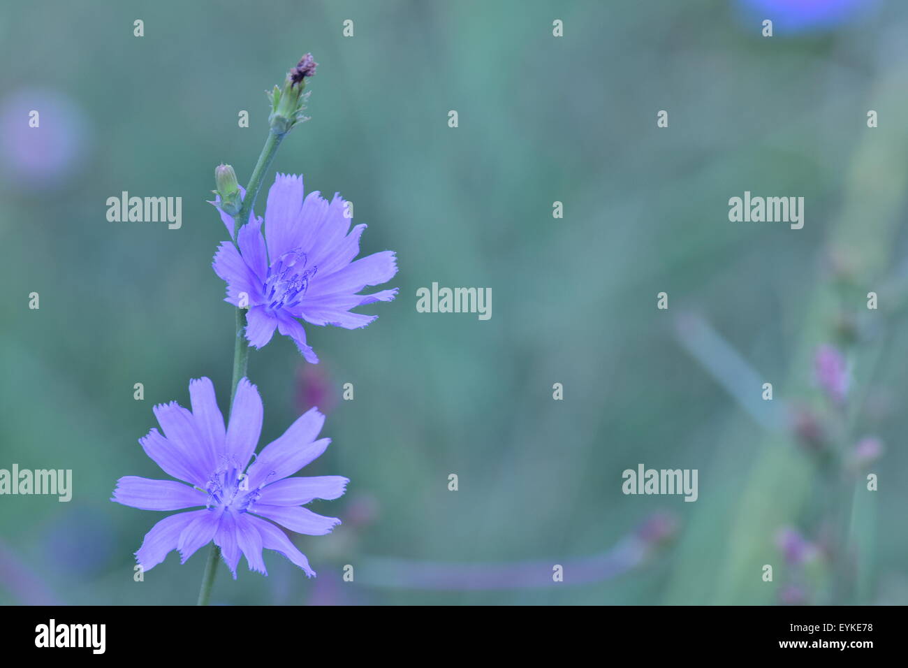 Beautiful purple flowers Stock Photo - Alamy