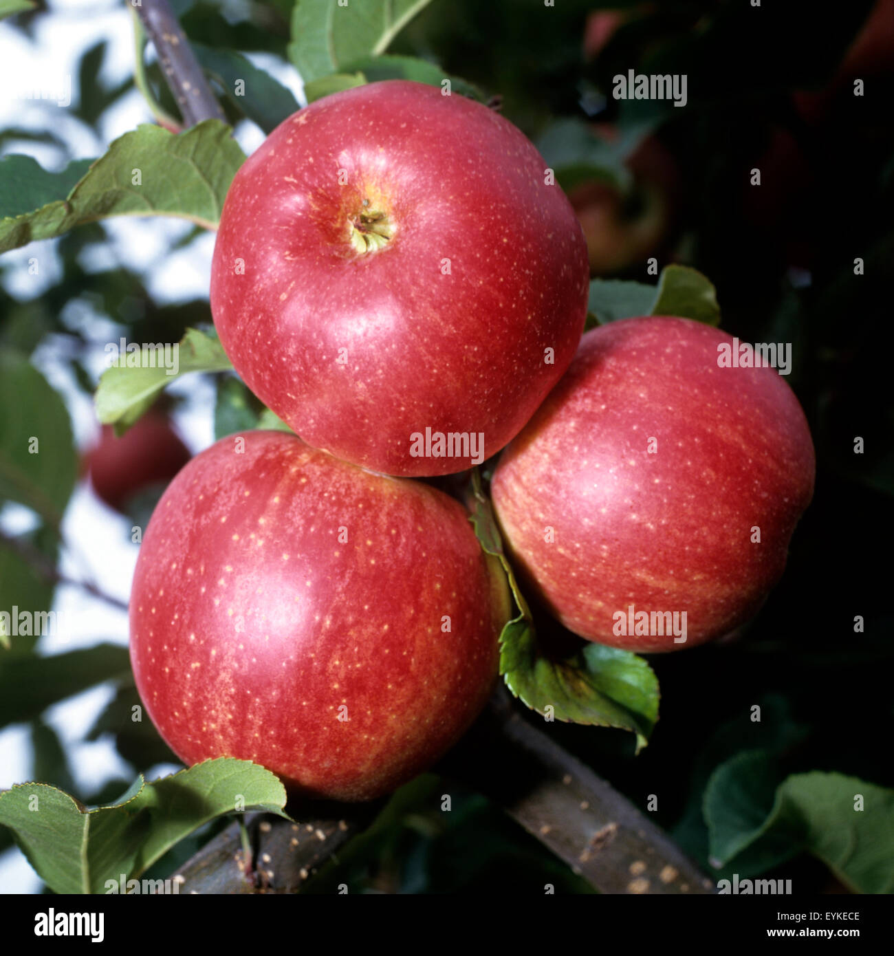 Arlet; Apfel; Apfelsorte, Apfel, Kernobst, Obst,  - DEU, Deutschland, Stock Photo