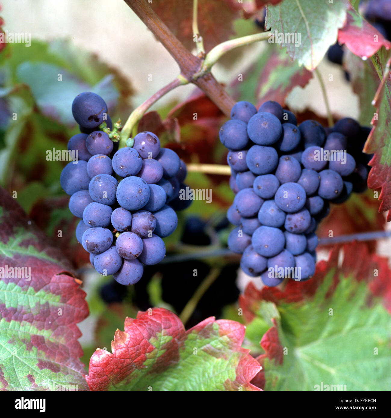 Bastardo, Rotwein, Rote Weintrauben, Wein, Weinpflanzen, Reben, Fruechte, Beeren, Obst,  - Stock Photo