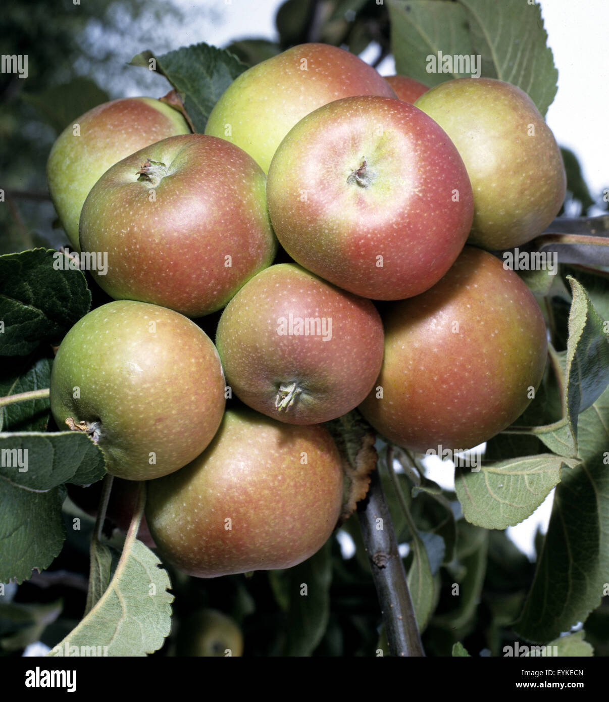 Apfel, Berlepsch, Apfelsorte, Apfel, Kernobst, Obst, Stock Photo