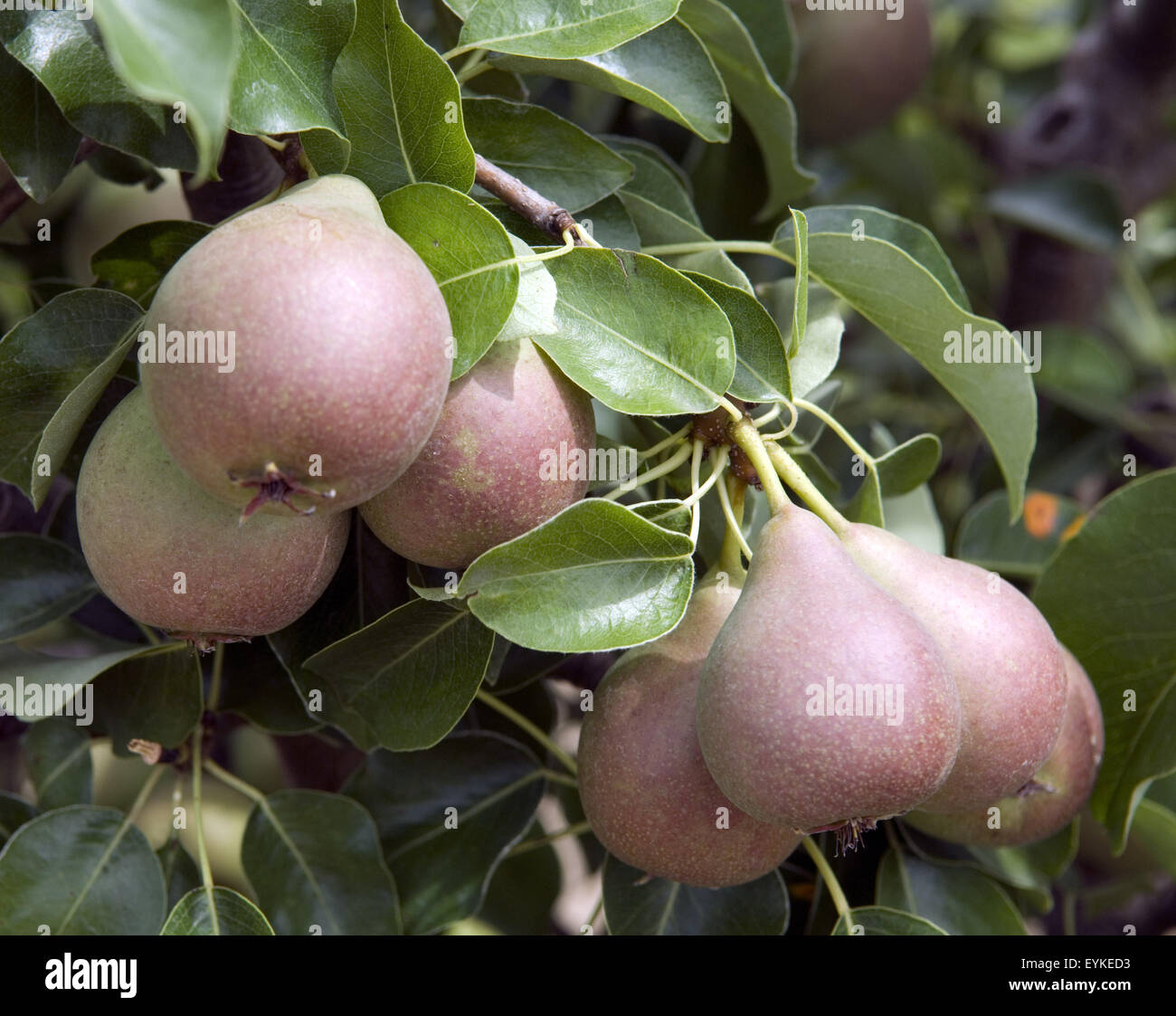 Birne, Stuttgarter Gaisshirtle, Birnensorte, Birne, Kernobst, Obst,  - DEU, Deutschland, Stock Photo