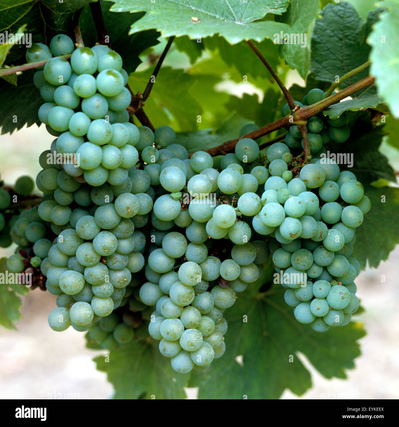 Ehrenfelser; Weisse Weintrauben; Wein, Weinpflanzen, Reben, Fruechte, Beeren, Obst, Stock Photo