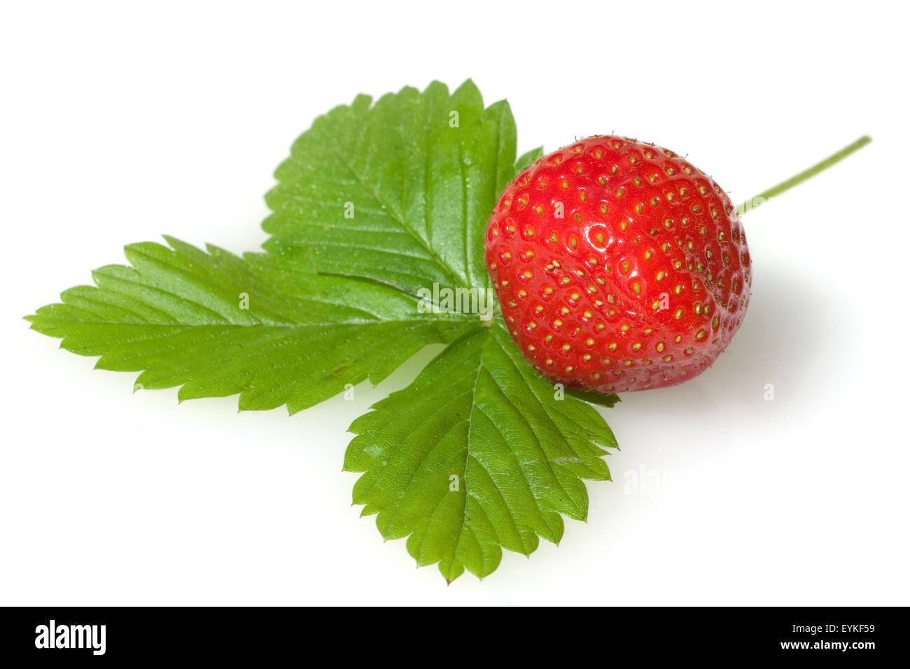 Erdbeere, Fragaria x ananassa, Beerenobst, Stock Photo