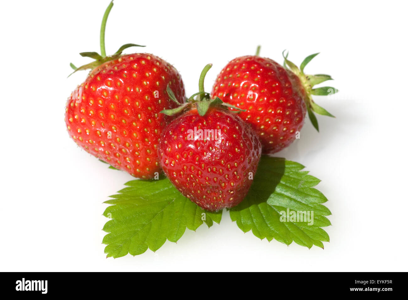 Erdbeere, Fragaria x ananassa, Beerenobst, Stock Photo