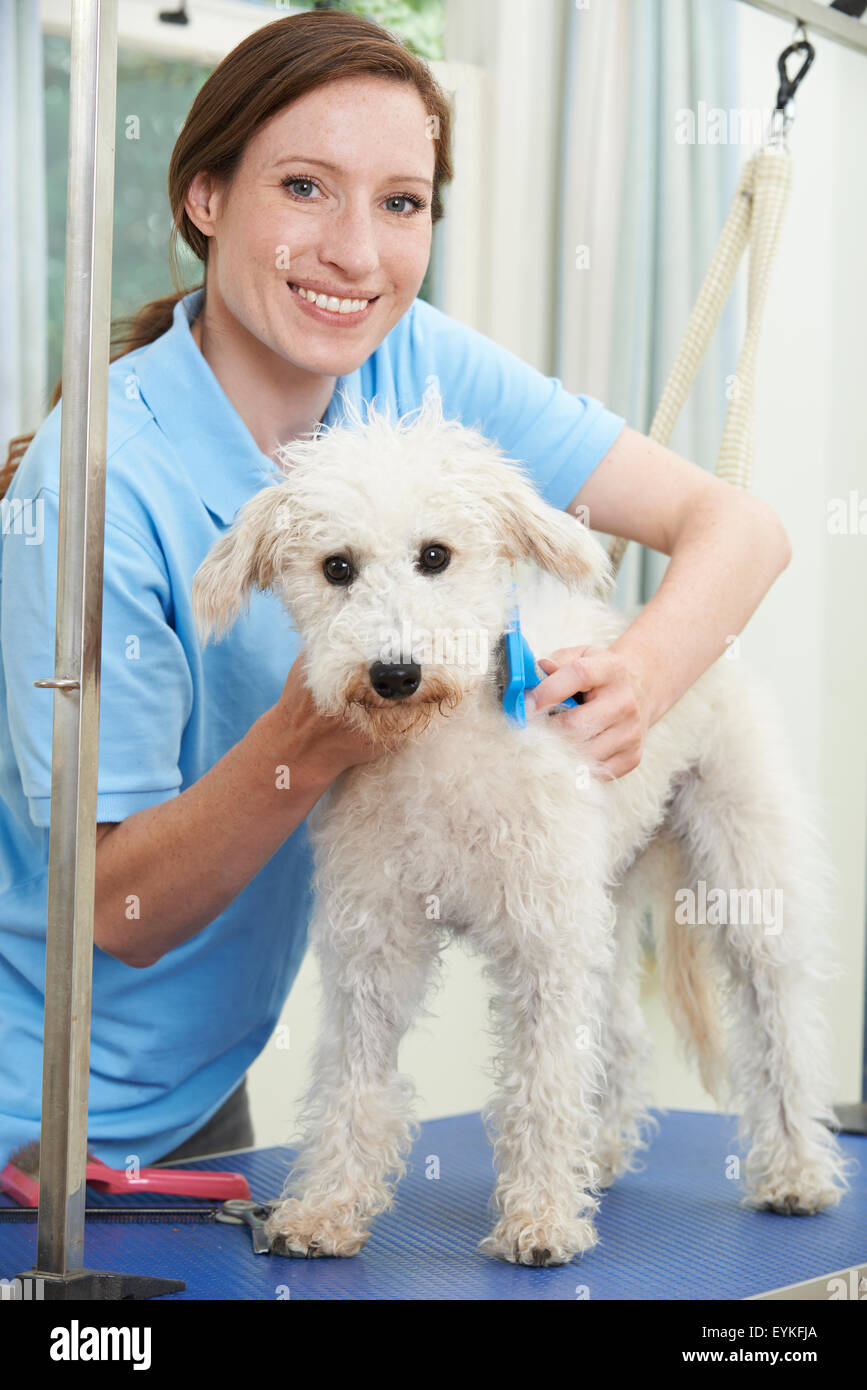Pet Dog Being Professionally Groomed In Salon Stock Photo