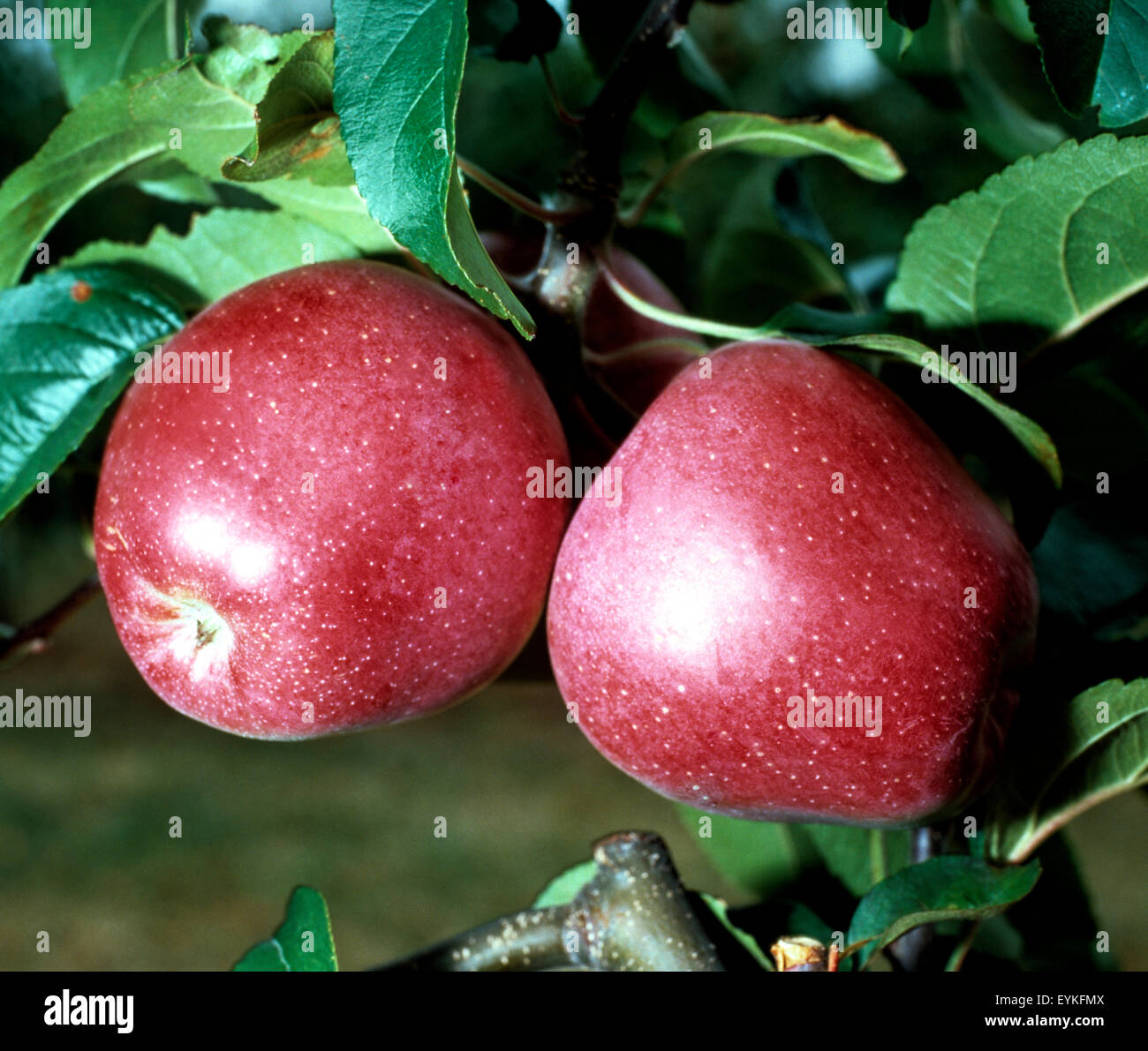 Gloster; Apfel; Apfelsorte, Apfel, Kernobst, Obst, Stock Photo