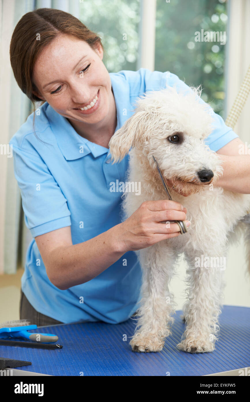 Pet Dog Being Professionally Groomed In Salon Stock Photo