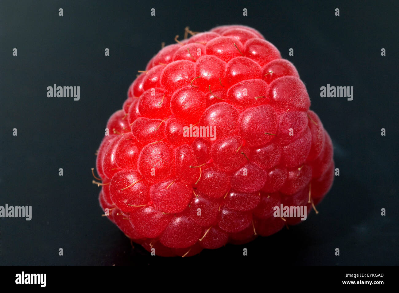 Himbeere; Rubus, idaeus; Waldbeere; Hohlbeere; Stock Photo