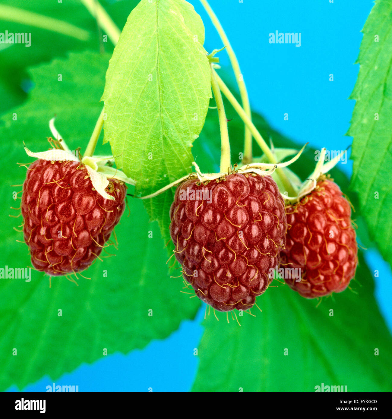 Himbeere, Rubus idaeus, Waldbeere, Heilpflanzen, Fruechte, Obst, Stock Photo