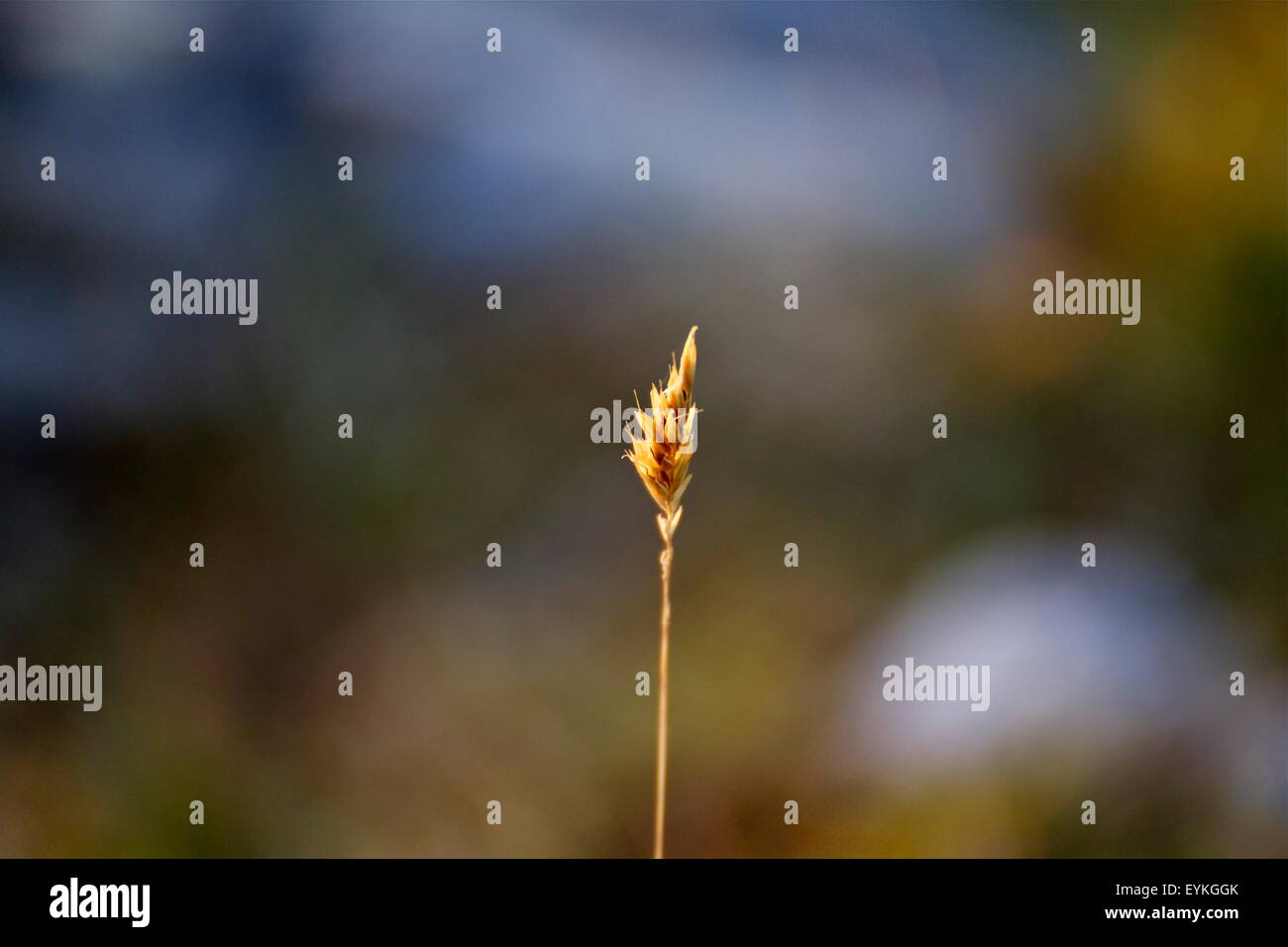 Blade of Grass Stock Photo Alamy
