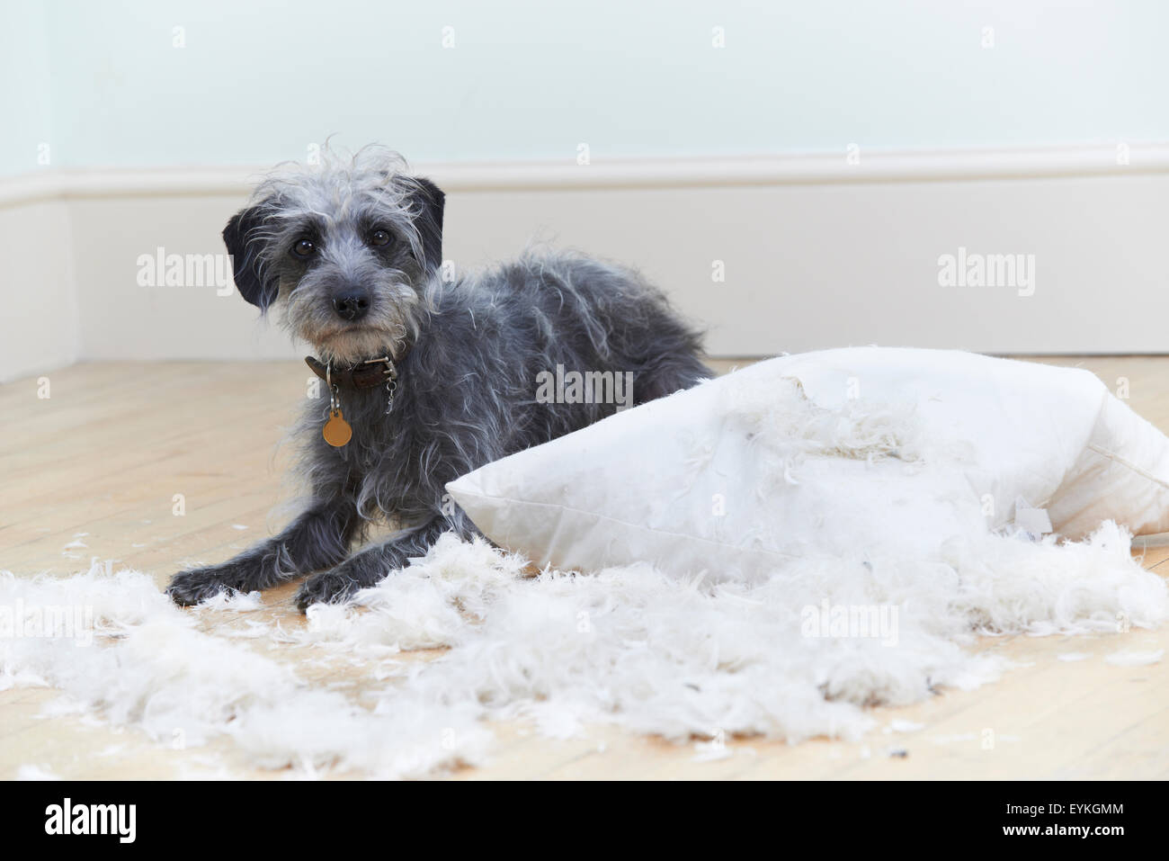 Badly Behaved Dog Ripping Up Cushion At Home Stock Photo Alamy