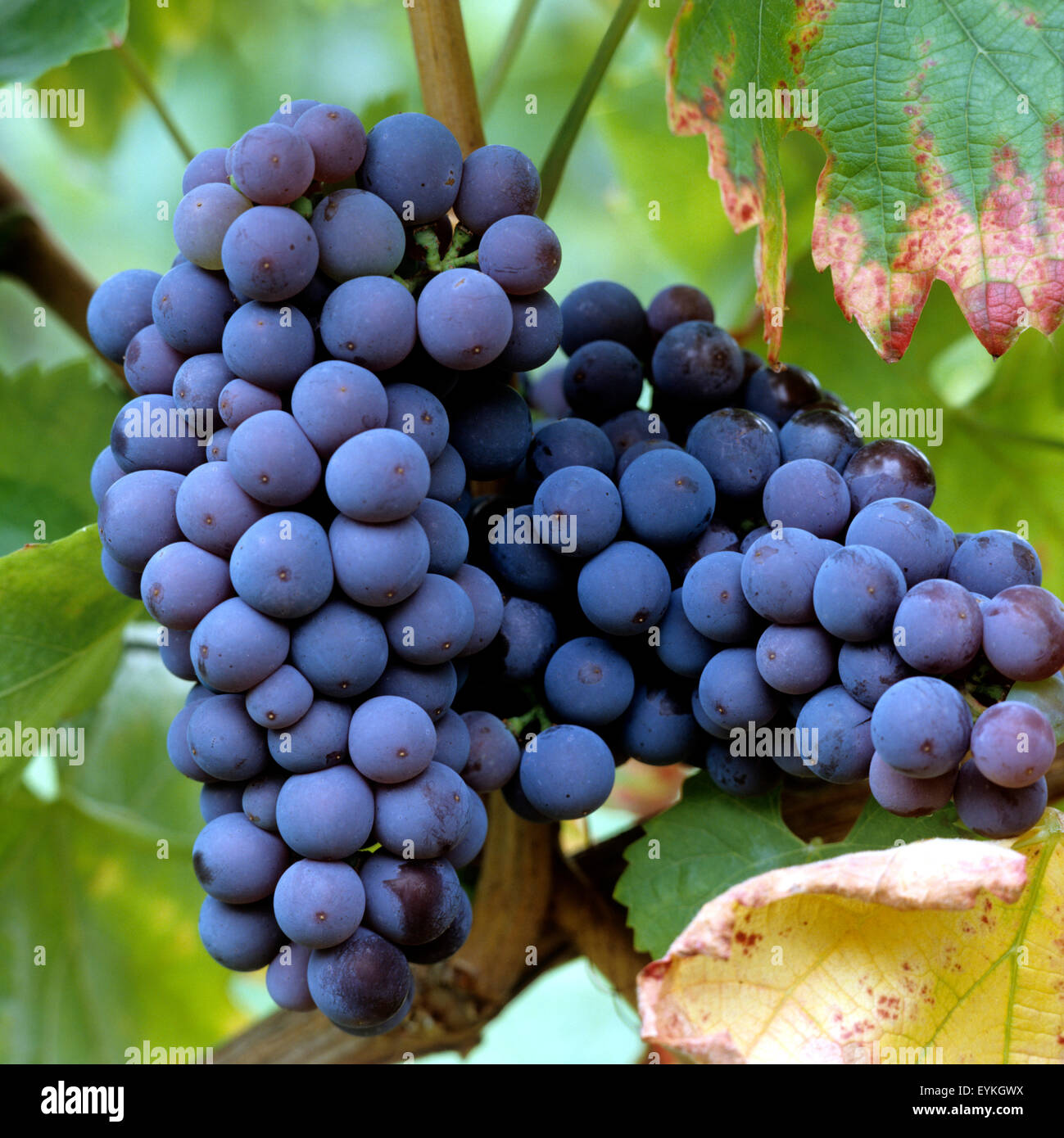 Kek Kadarka, Wein, Weinpflanzen, Reben, Fruechte, Beeren, Obst, Stock Photo