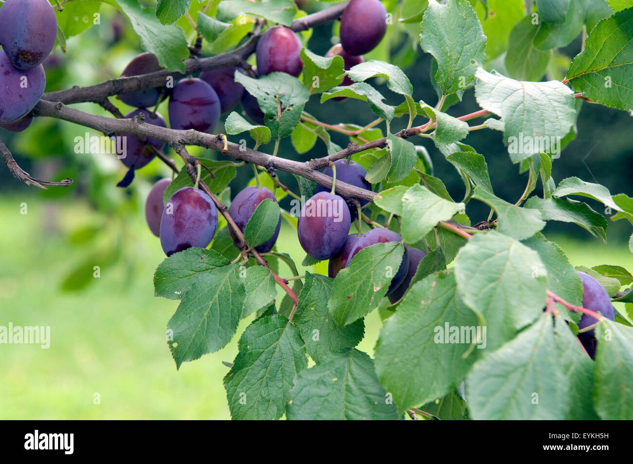 Pflaumen, Prunus, domestica, Frucht, Stock Photo