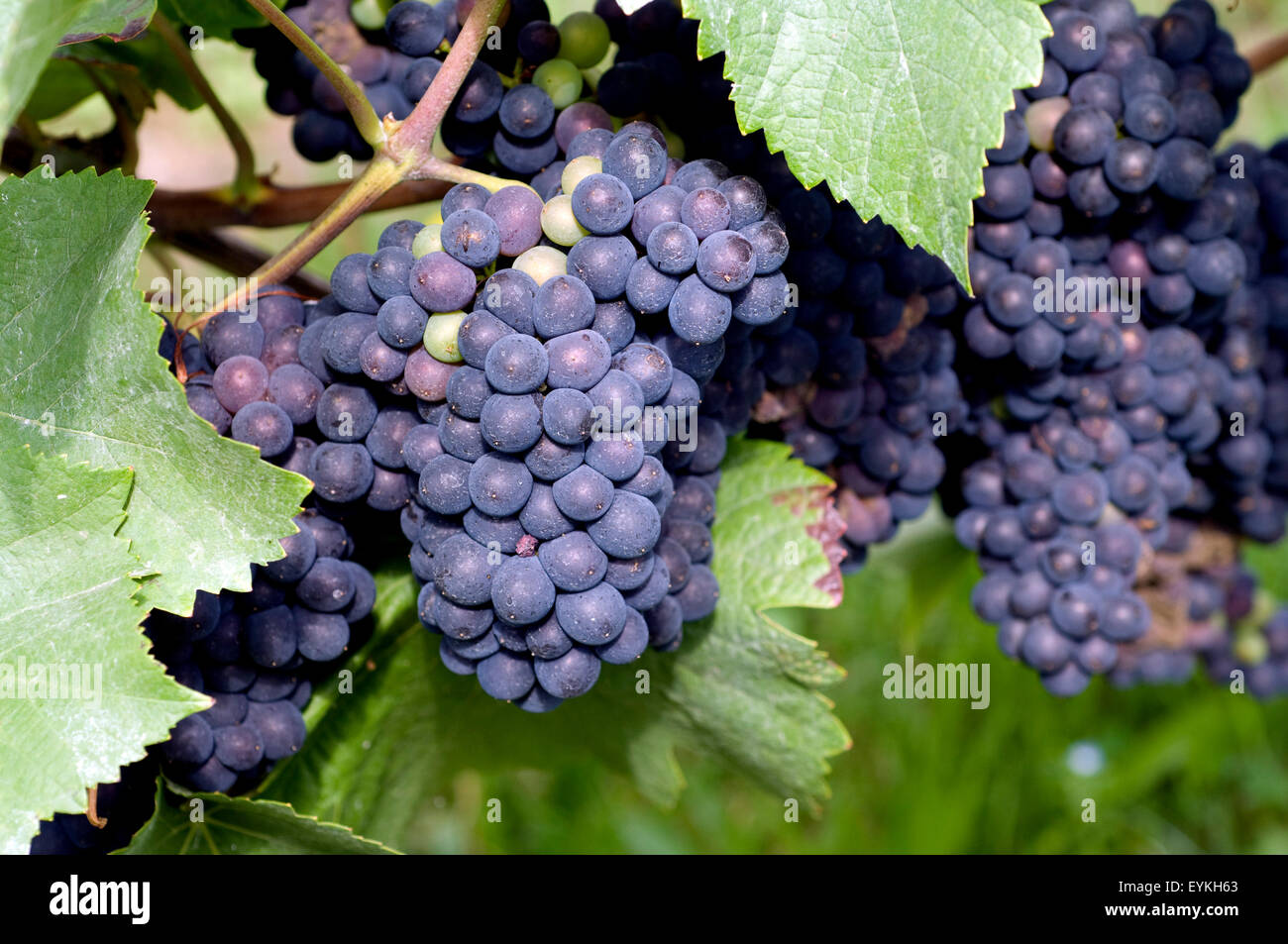 Pinot noir, Blauer Spaetburgunder, Wein, Weinpflanzen, Reben, Fruechte, Beeren, Obst,  - Stock Photo