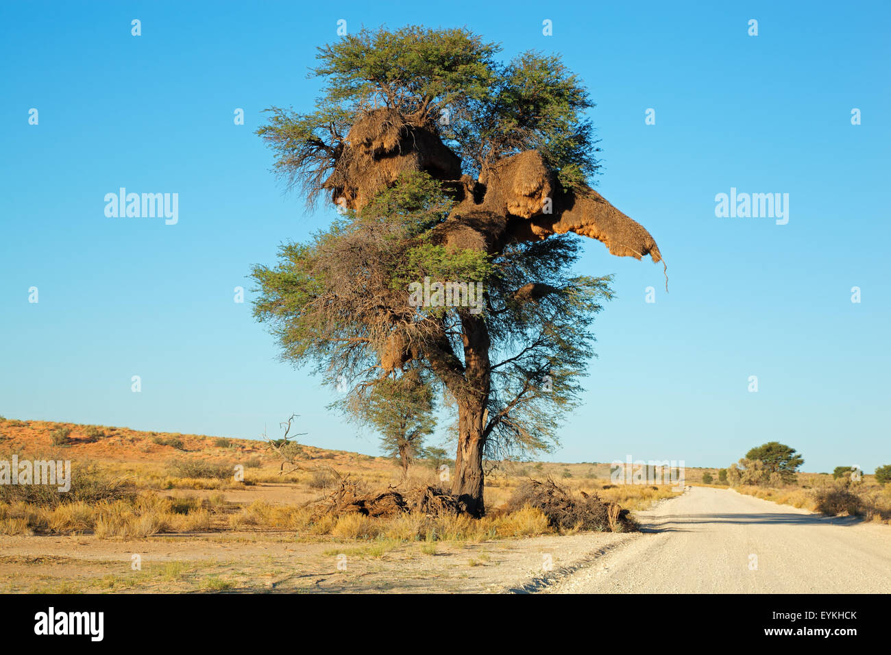 African Acacia tree with communal nest of sociable weavers (Philetairus socius), Kalahari, South Africa Stock Photo