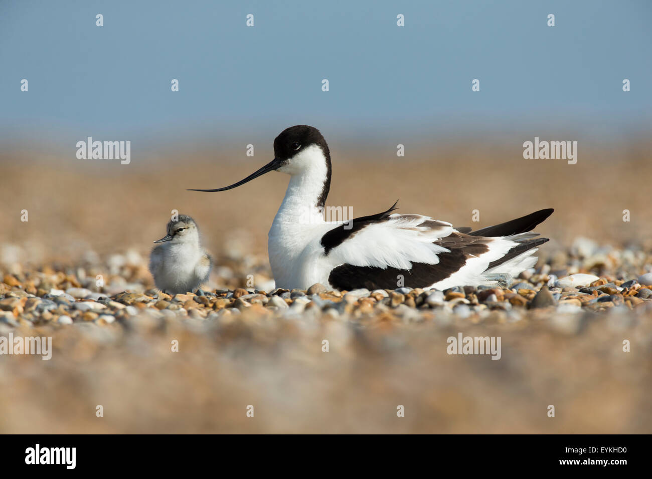 Avocet (Recurvirostra avosetta) protecting its chick on the beach Stock Photo