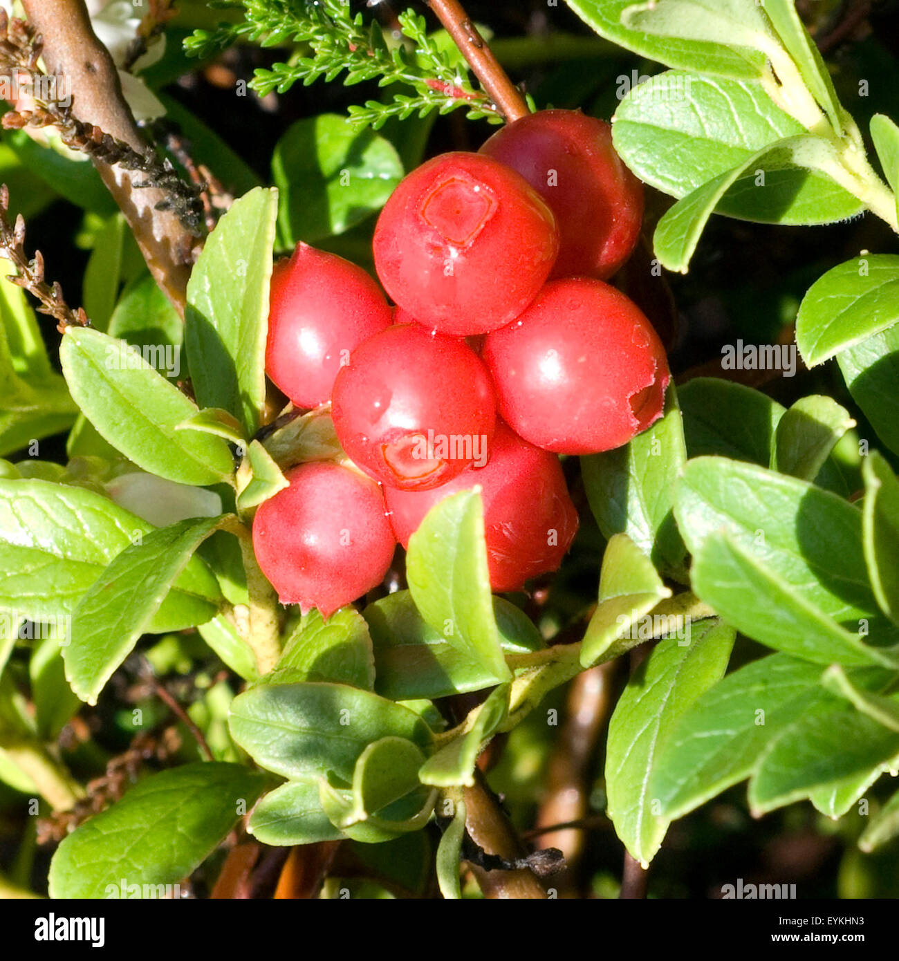 Preiselbeere, Vaccinium vitis-idaea, Bodendecker, Heilpflanzen, Fruechte, Obst, Stock Photo