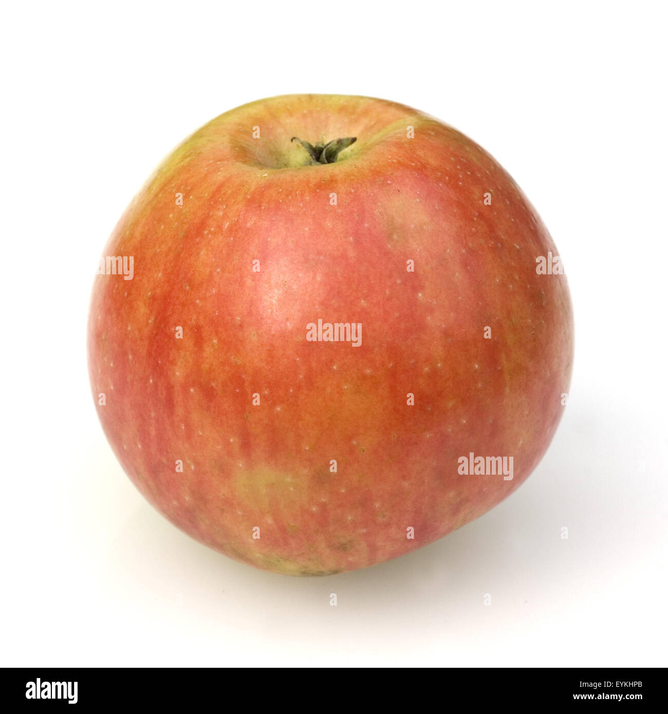 Schoener von Nordhausen, Apfelsorte, Apfel, Kernobst, Obst, Stock Photo