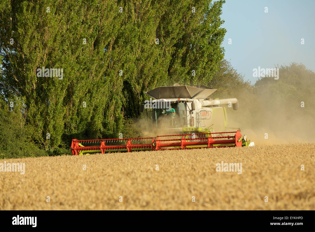 Harvest time in the West Sussex countryside. Combine harvester cutting the wheat crop. Stock Photo