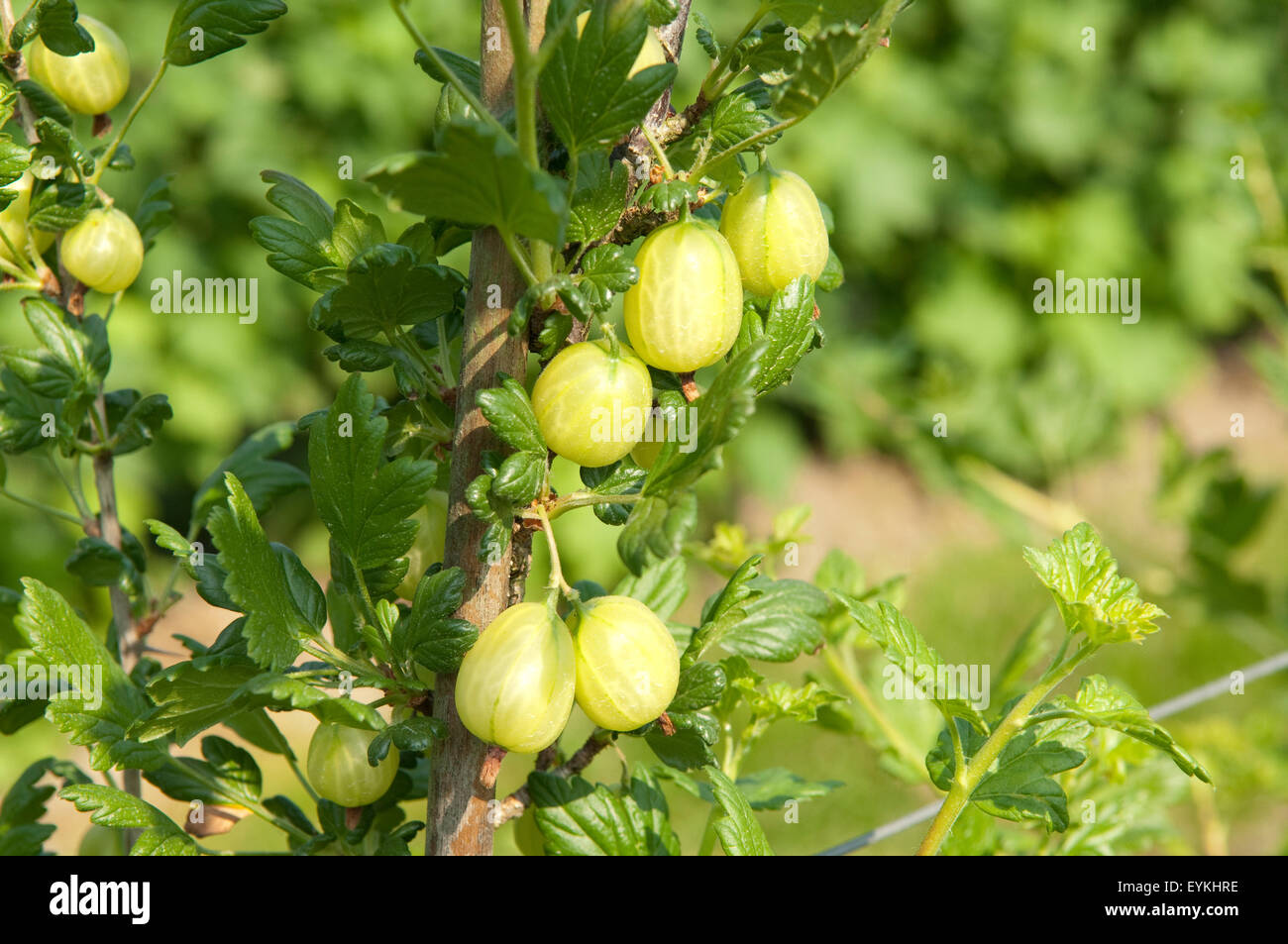 Stachelbeere; Ribes; uva-crispa; Strauch; Stock Photo