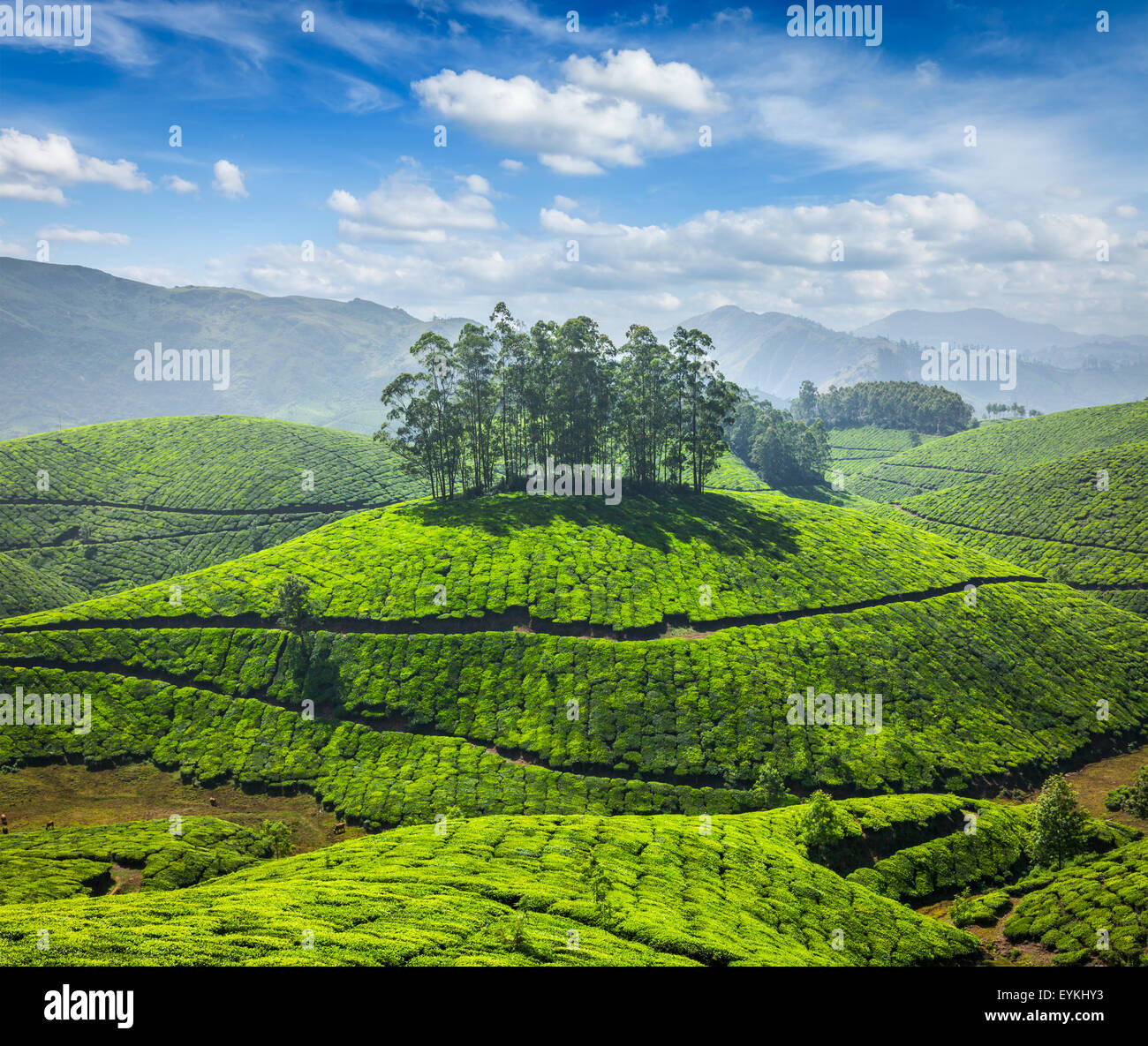 Tea plantations in Munnar. Kerala, South India Stock Photo