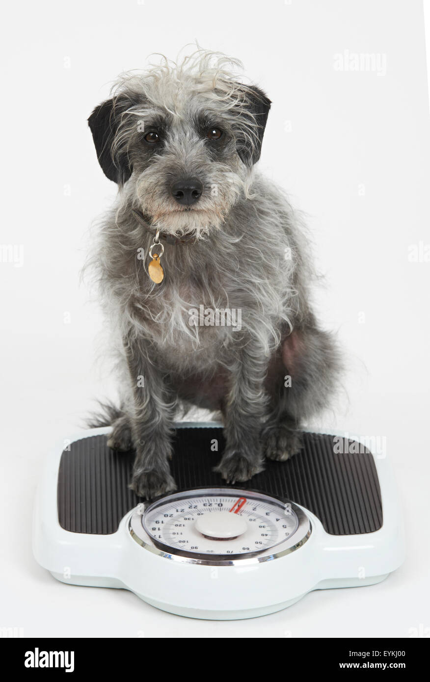 Studio Shot Of Lurcher Dog Sitting On Bathroom Scales Stock Photo