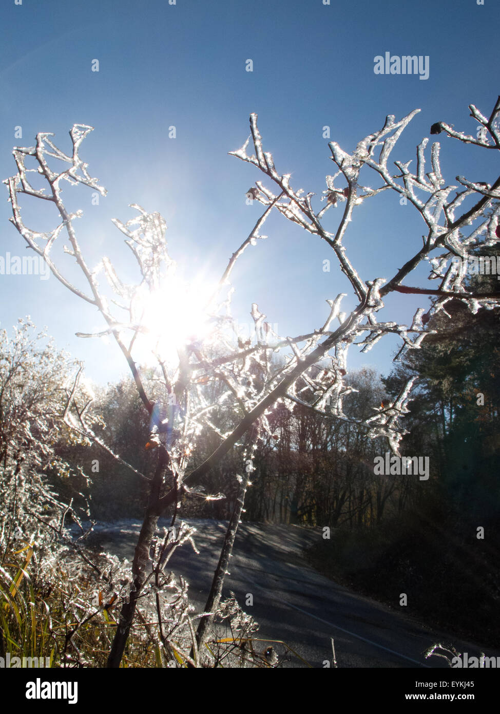 Frozen branches on clear bright hi-res stock photography and images - Alamy