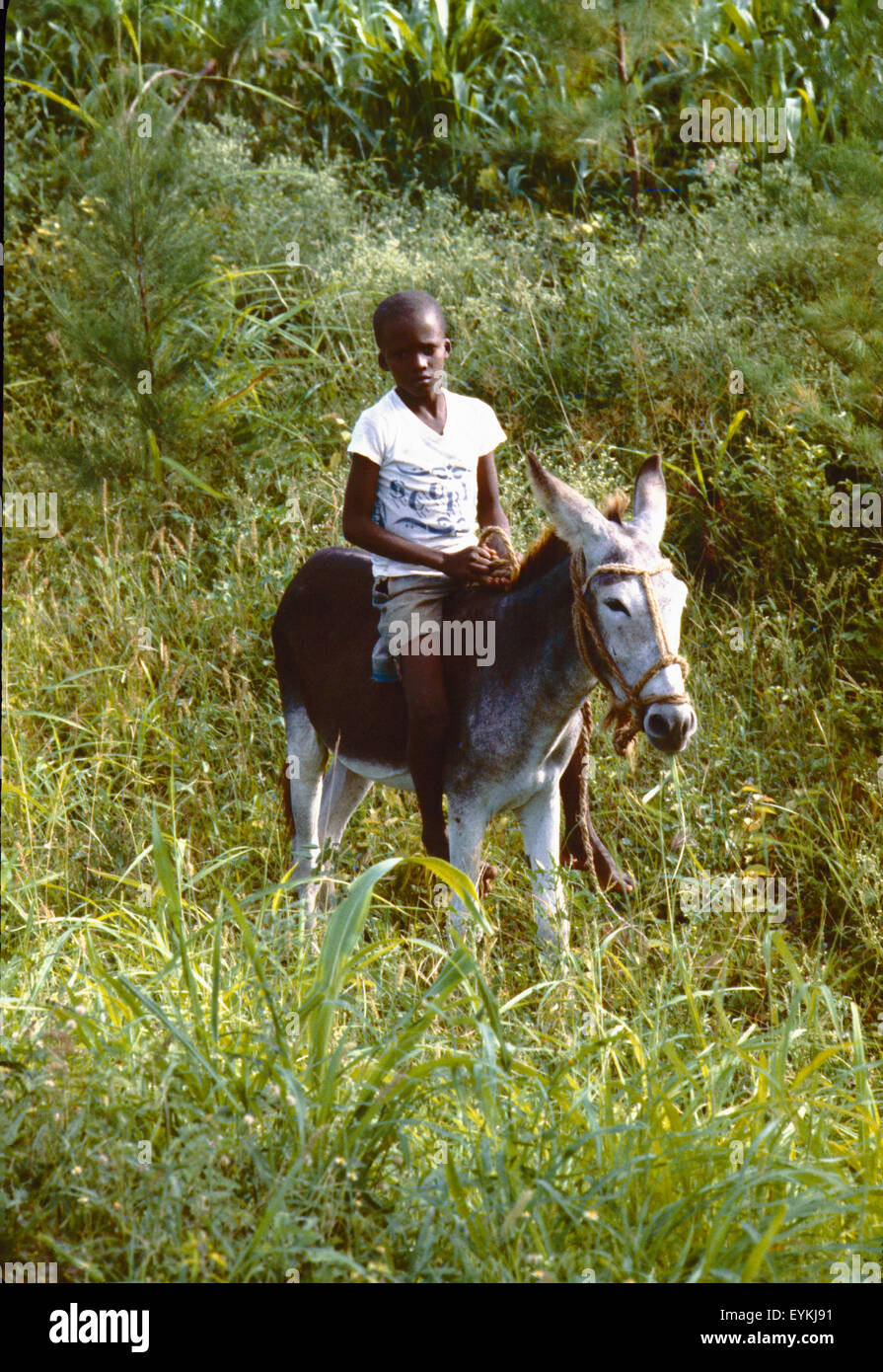 Boy riding a burro in the country side of Haiti. Stock Photo