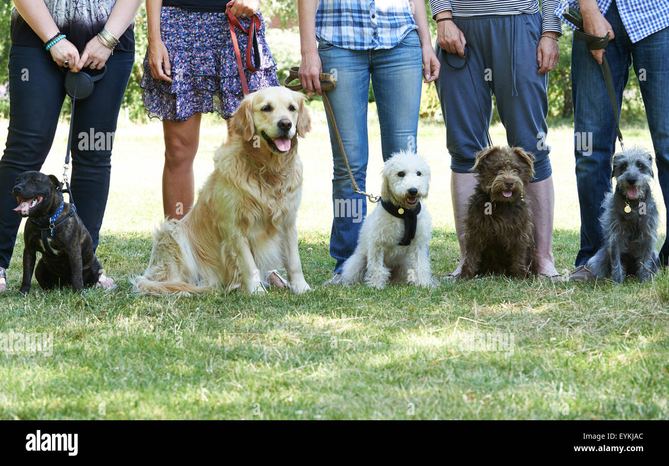 Group Of Dogs With Owners At Obedience Class Stock Photo