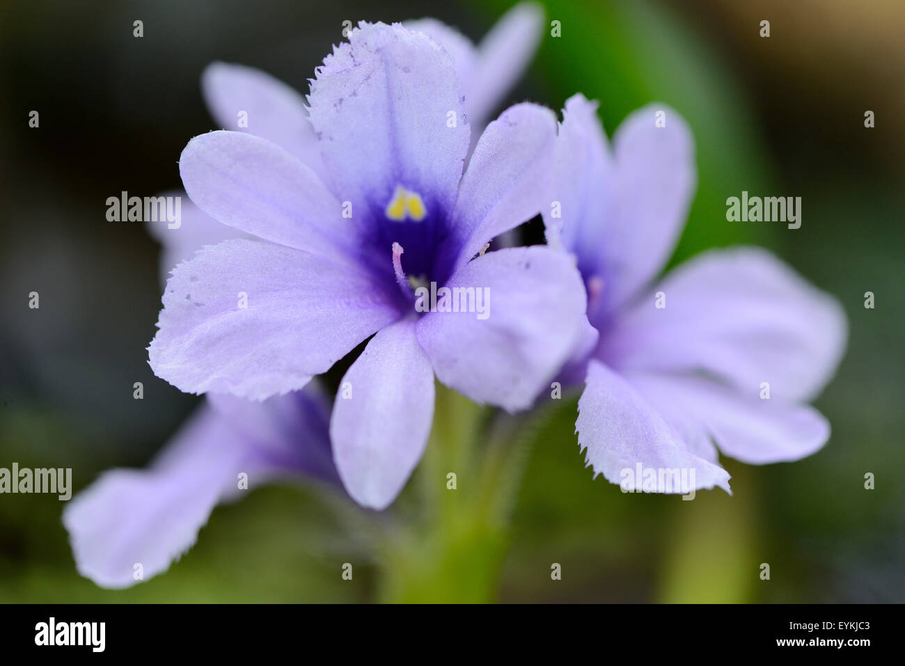 Water hyacinth, Eichhornia azurea, blossom, Stock Photo