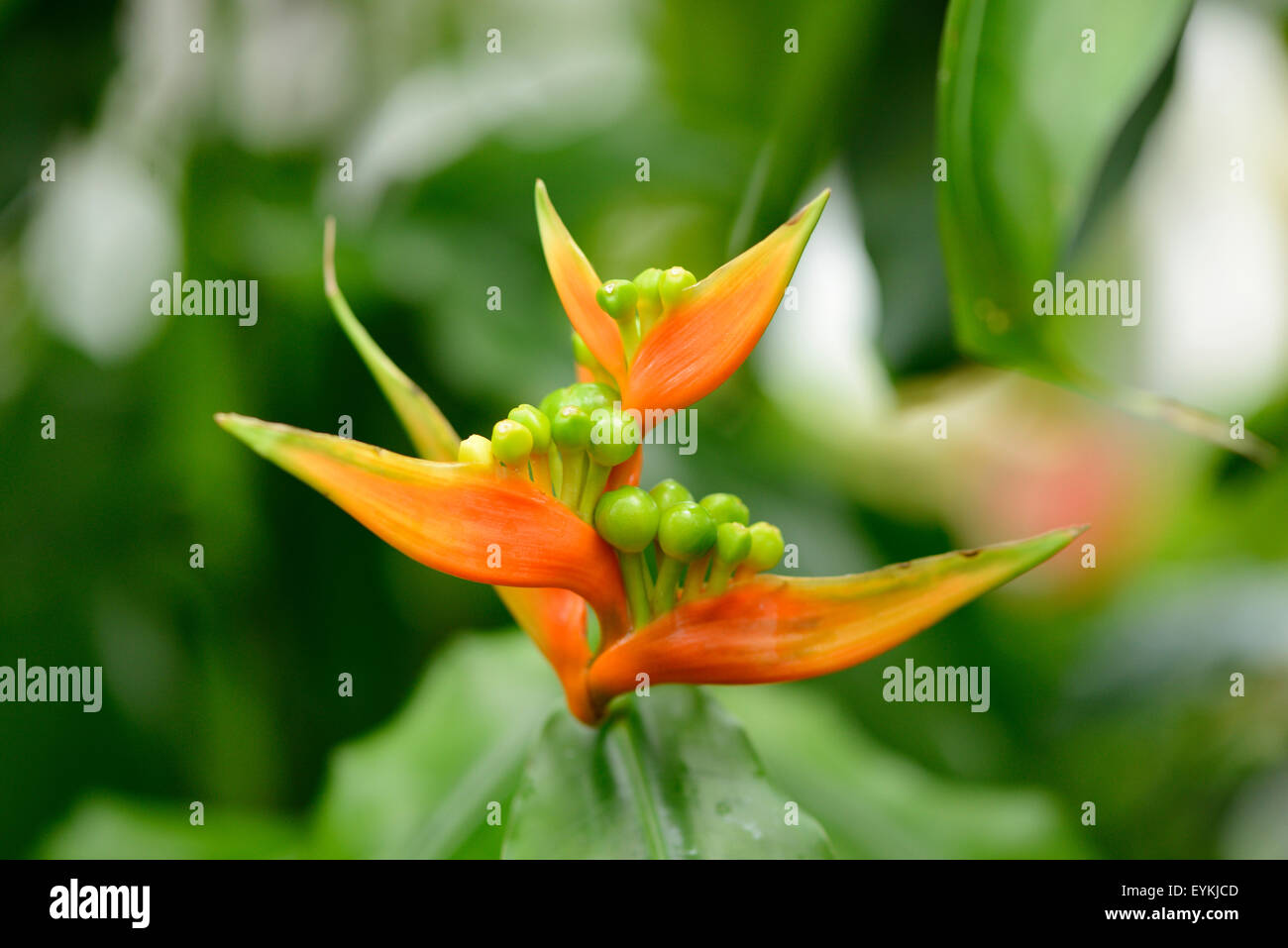 Heliconie, Heliconia aurantiaca, blossom Stock Photo Alamy