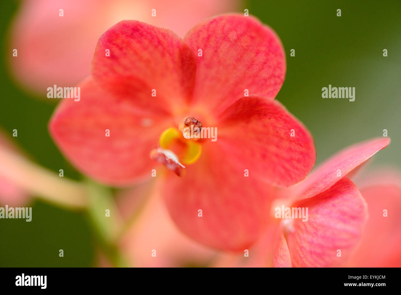 Orchid, Ascocenda Yip Sum Wah, blossom, Stock Photo