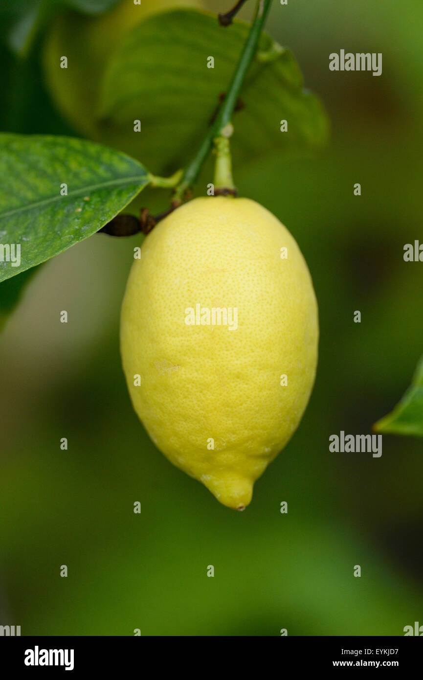 Lemon, Citrus medica, tree, hang, Stock Photo