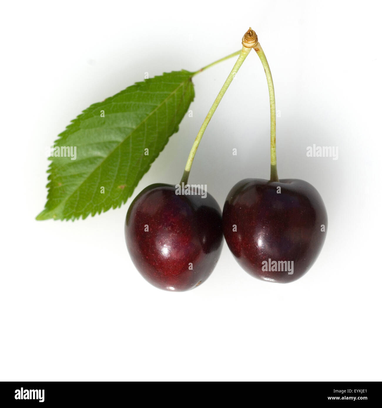 Suesskirschen, Heilpflanzen, Fruechte, Obst, Stock Photo