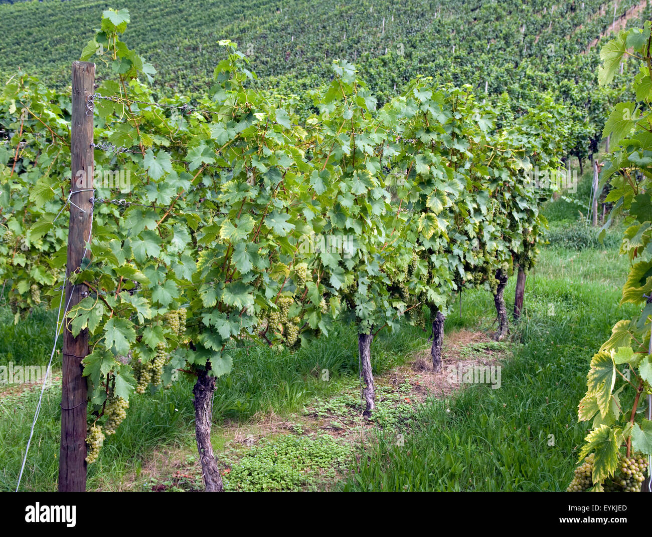 Weinberg, Welschriesling, Wein, Weinpflanzen, Reben, Fruechte, Beeren, Obst,  - Stock Photo