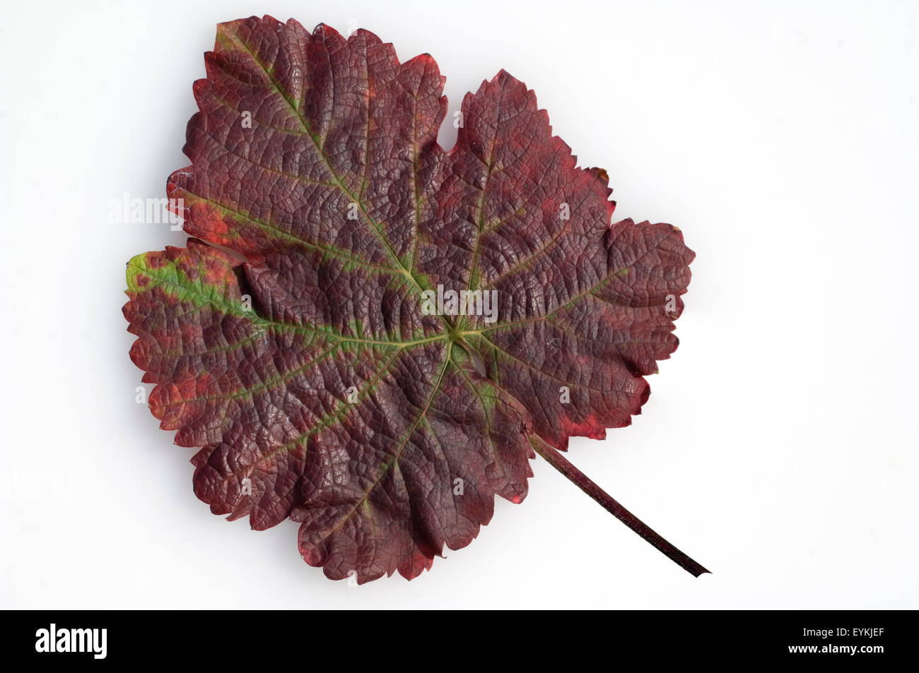 Weinblatt; Roter Wein, Herbst, Wein, Weinpflanzen, Reben, Fruechte, Beeren, Obst,  - Stock Photo