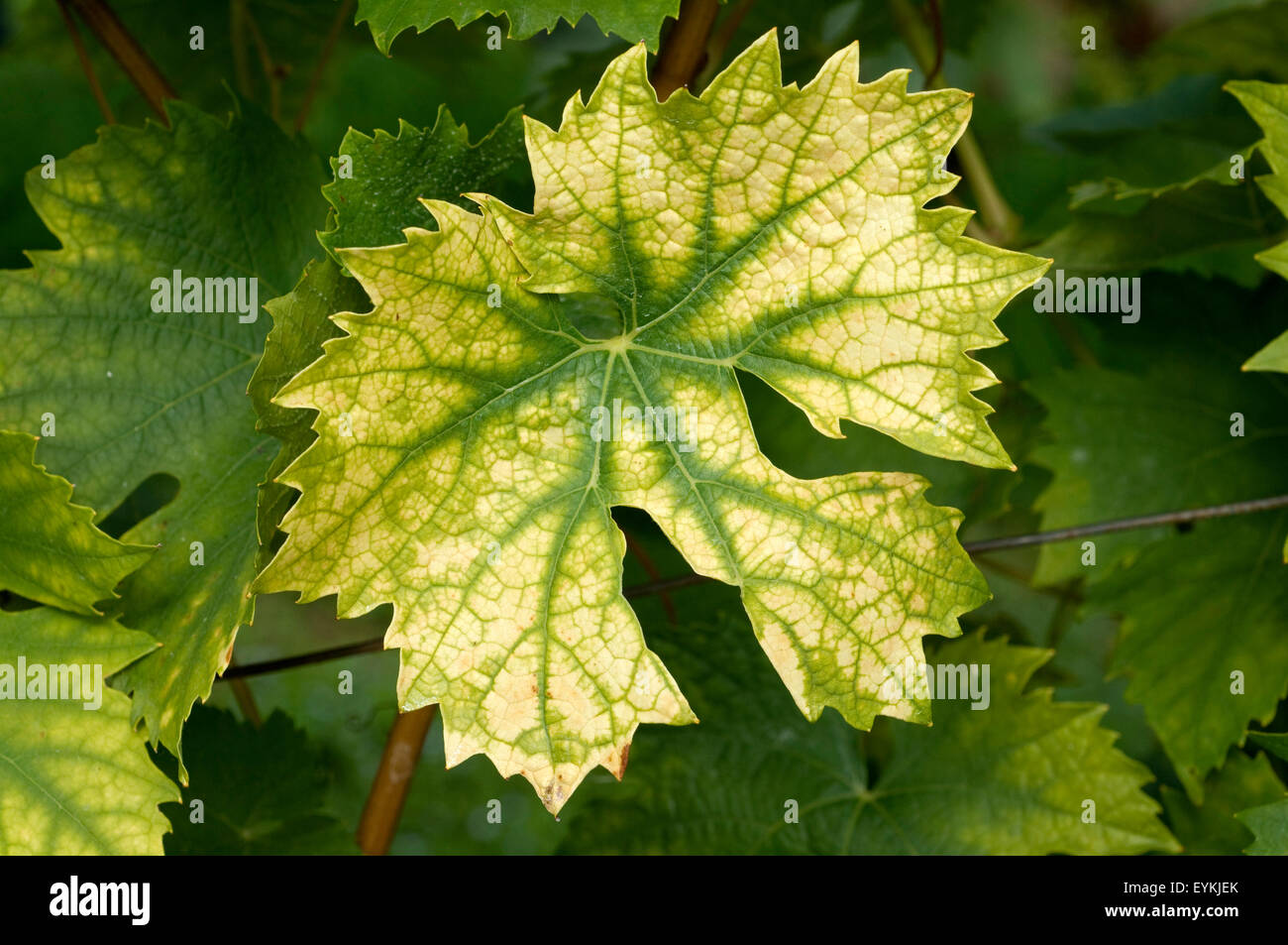 Weinblatt, Weisser Wein, Weisswein, Wein, Weinpflanzen, Reben, Fruechte, Beeren, Obst, Stock Photo