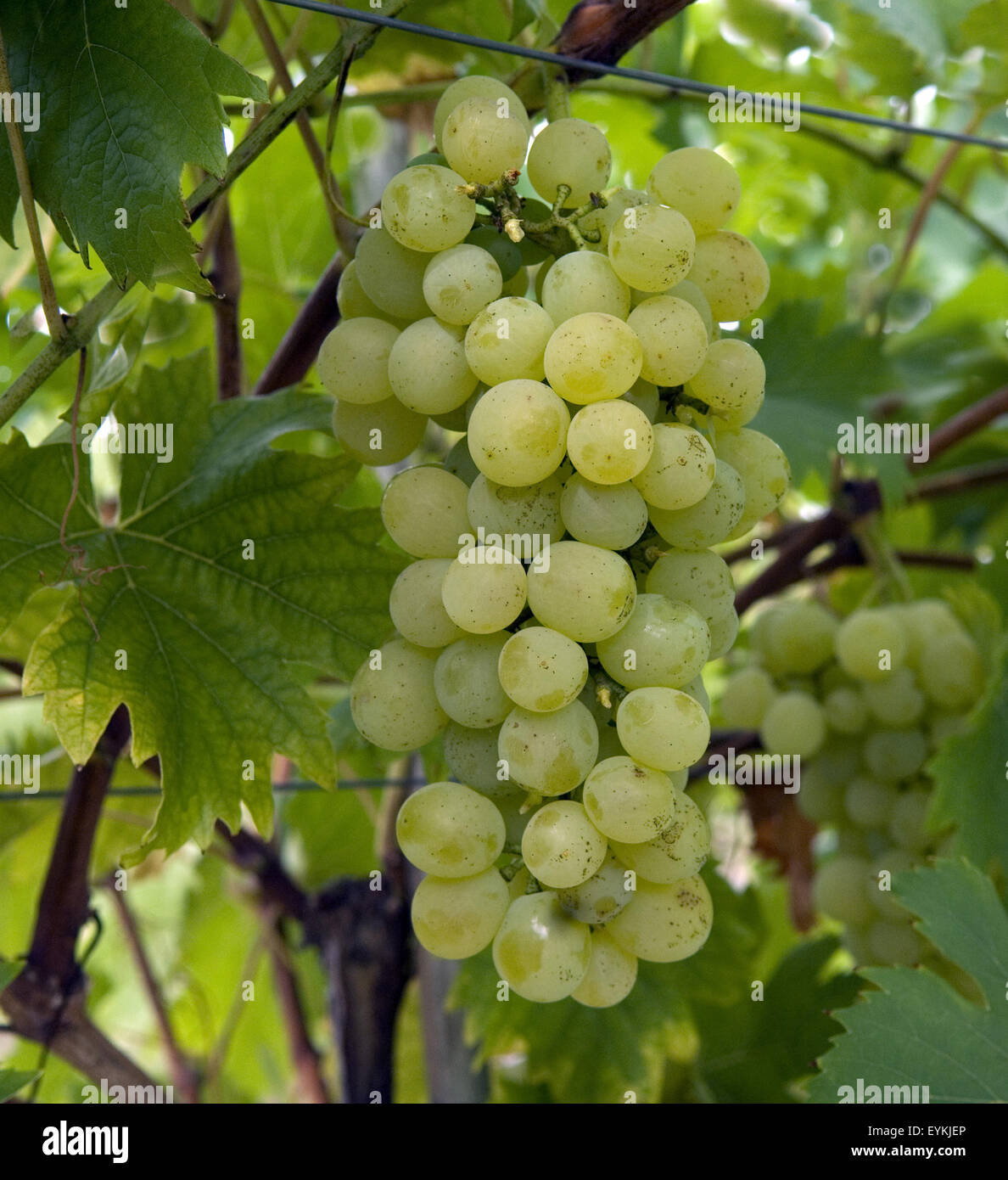 Weintraube, Fanny, Wein, Weinpflanzen, Reben, Fruechte, Beeren, Obst,  - Stock Photo