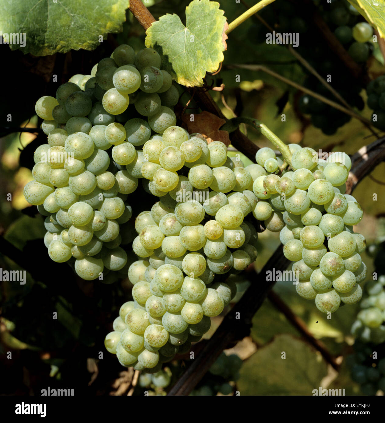 Weintrauben, Chardonnay, Wein, Weinpflanzen, Reben, Fruechte, Beeren, Obst,  - Stock Photo