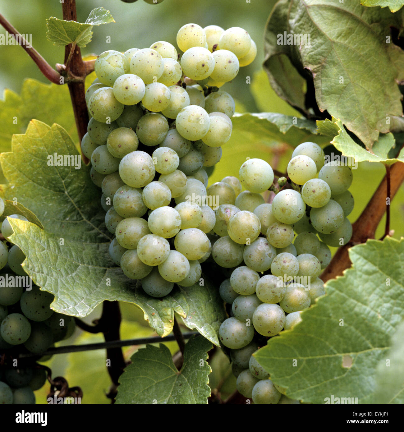 Weintrauben, Ehrenfelser, Wein, Weinpflanzen, Reben, Fruechte, Beeren, Obst,  - Stock Photo