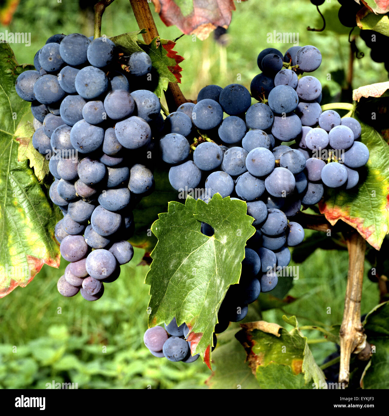 Weintrauben, Kek kardake, Vitis vinifera, Wein, Weinpflanzen, Reben, Fruechte, Beeren, Obst, Stock Photo