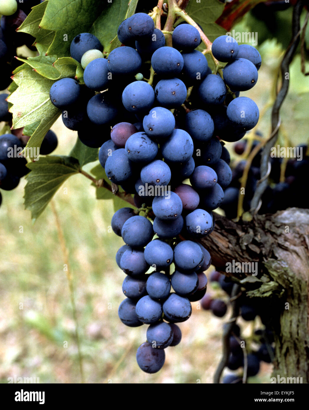 Weintrauben, Tinta barroca, Wein, Weinpflanzen, Reben, Fruechte, Beeren, Obst,  - Stock Photo