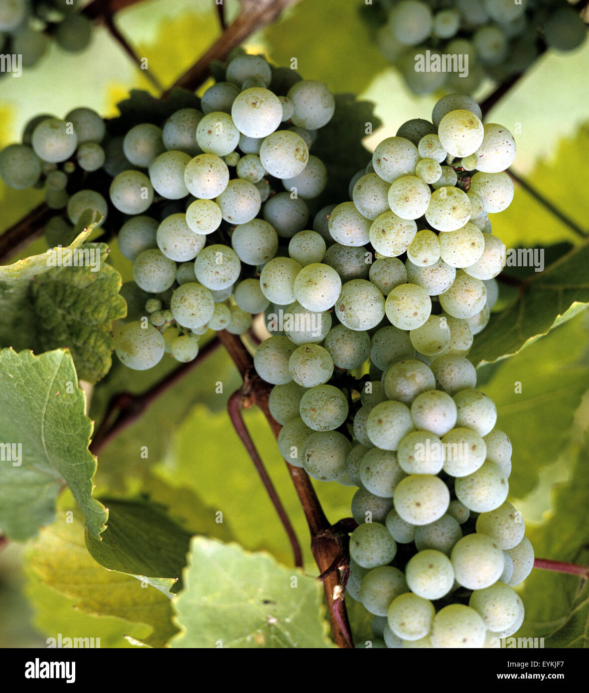 Weintrauben, Weisser Riesling, Wein, Weinpflanzen, Reben, Fruechte, Beeren, Obst,  - Stock Photo
