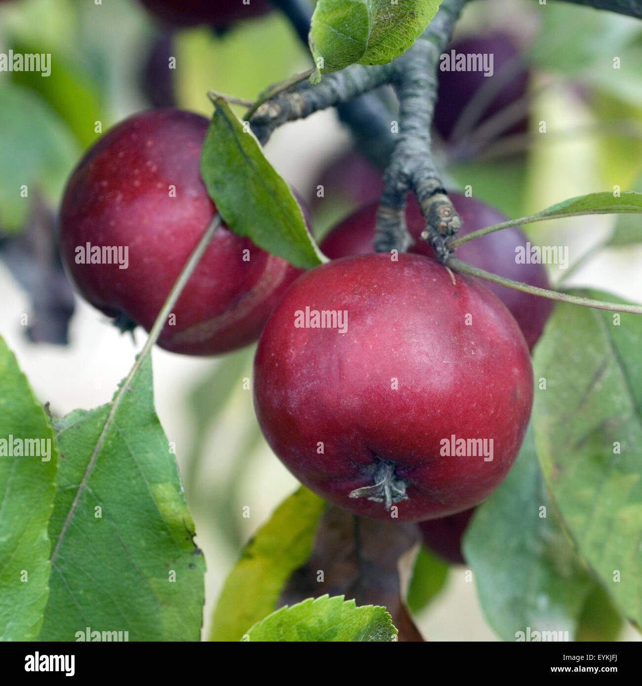 Zierapfel; Dolgo, Malus floribunda, Apfelsorte, Apfel, Kernobst, Obst, Stock Photo