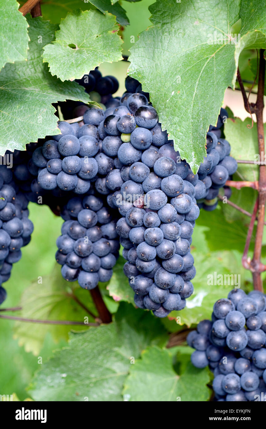 Zweigeltrebe, Blauer Zweigelt, Wein, Weinpflanzen, Reben, Fruechte, Beeren, Obst,  - Stock Photo