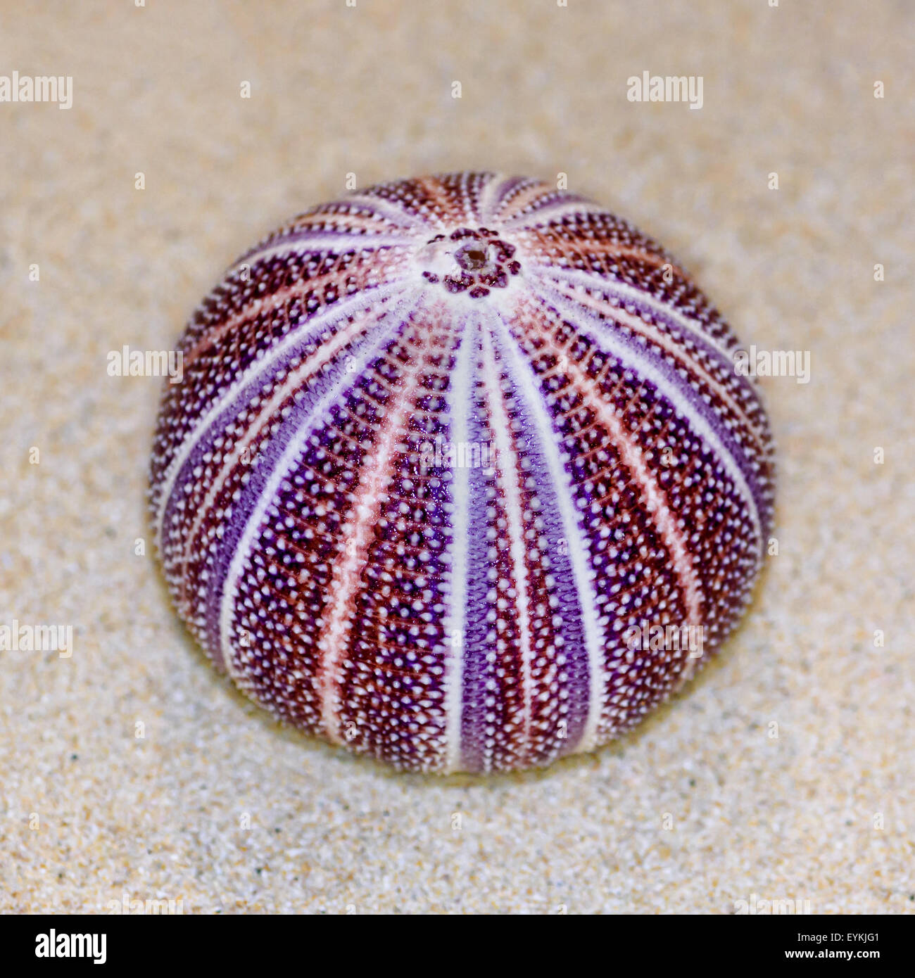 Colorful shell of Sea Urchin or Urchin is round and spiny with purple and red on sand Stock Photo