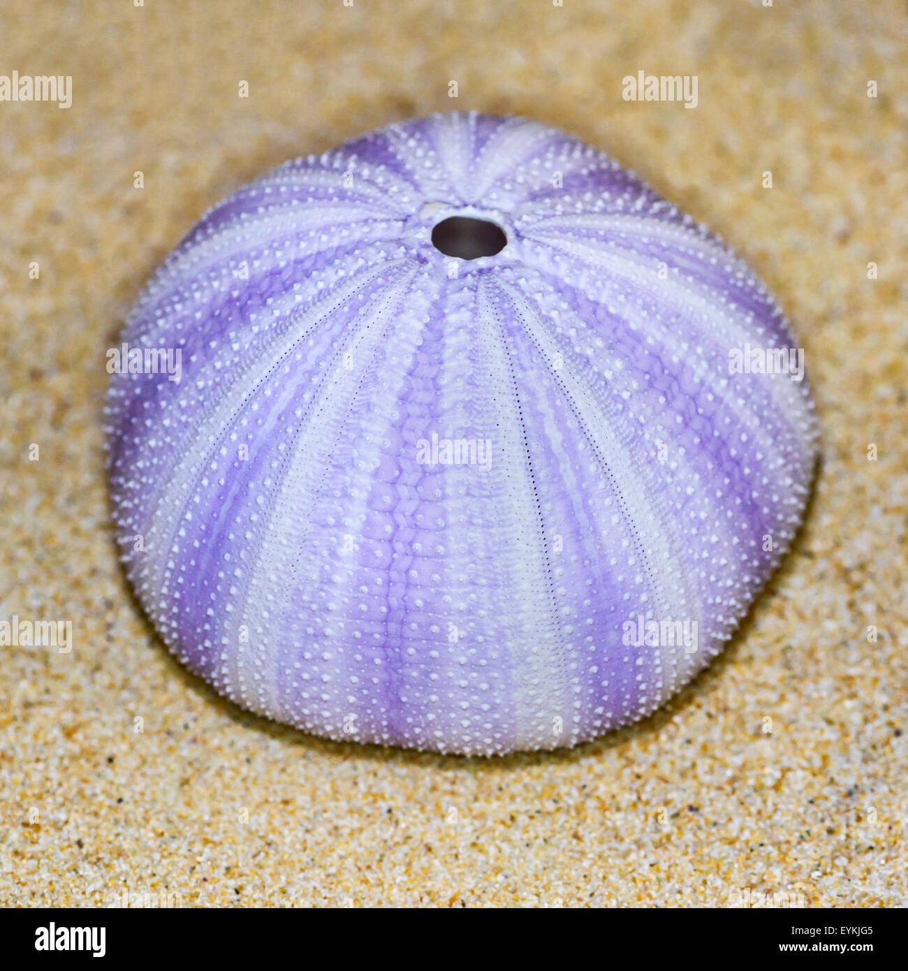 Colorful shell of Sea Urchin or Urchin is round and spiny with purple and white on sand Stock Photo