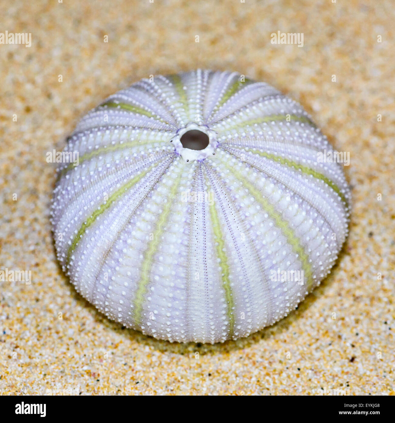 Colorful shell of Sea Urchin or Urchin is round and spiny with white and green on sand Stock Photo