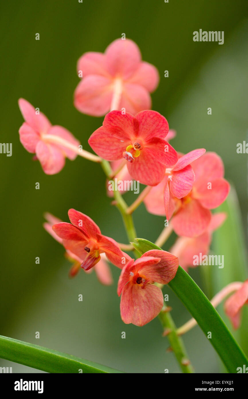 Orchid, Ascocenda Yip Sum Wah, blossom, Stock Photo